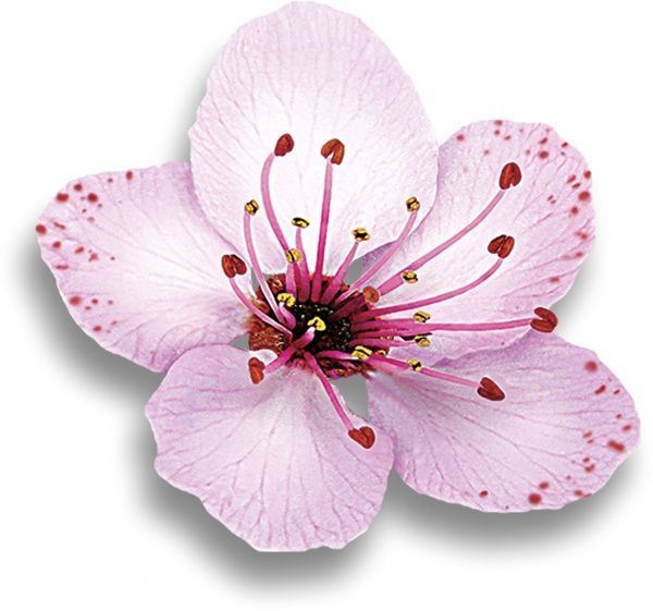 Антиперспирант для женщин Dove Ритуал краси Ритуал краси Пробудження 50 мл