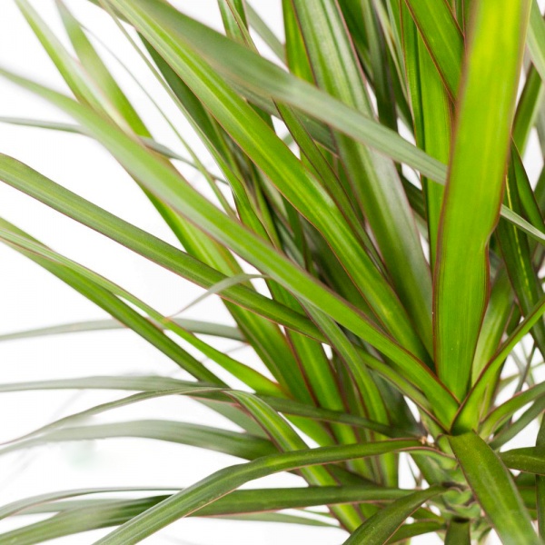 Рослина кімнатна Драцена 3 мікс d17/h50