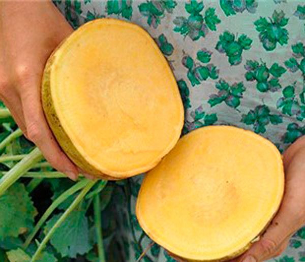 Семена Seedera репа Золотой шар 2г