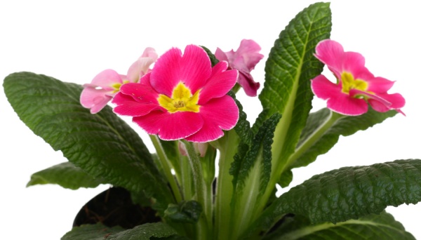 Рослина декоративна Примула мікс d10 h20