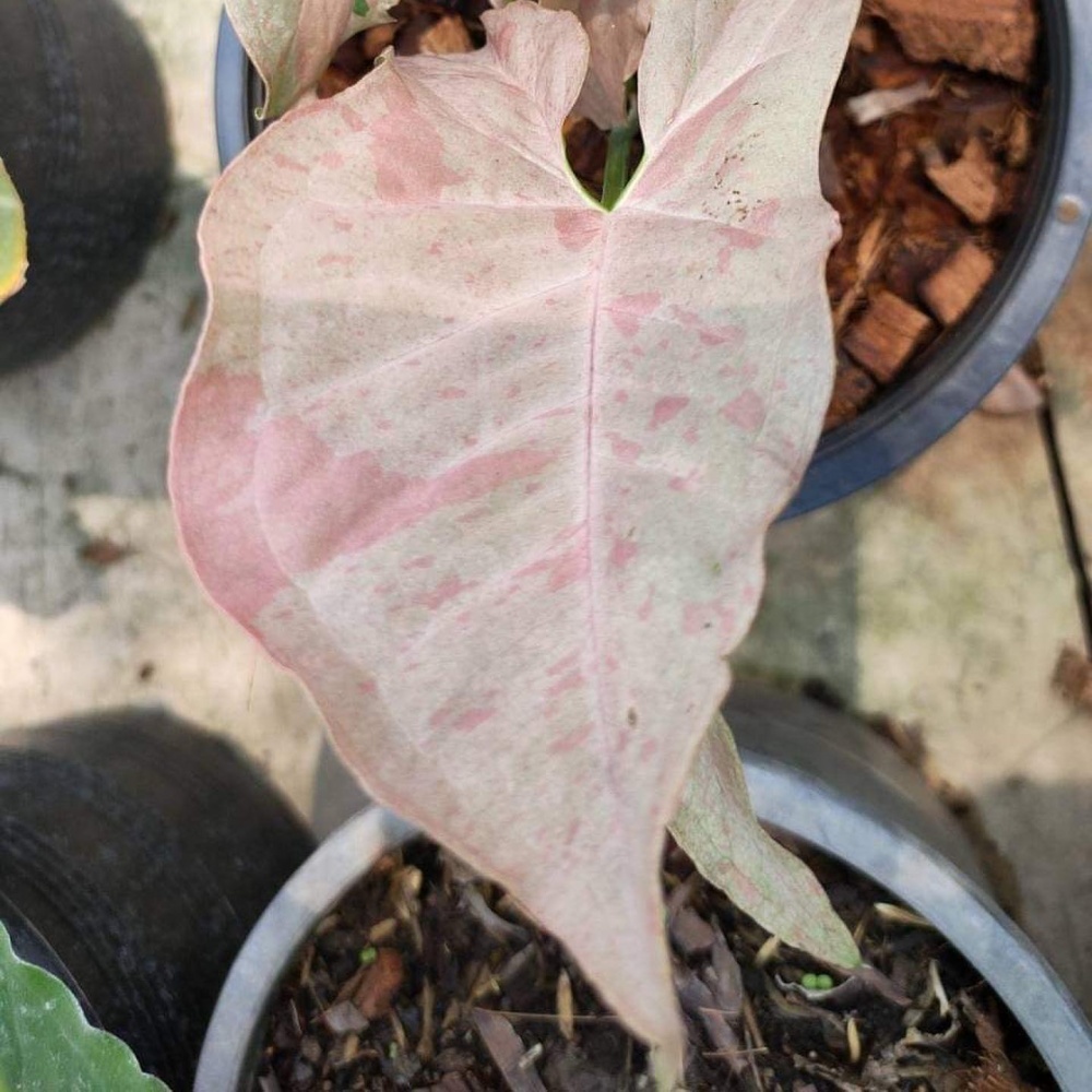 Рослина Сингоніум 7x15 Pink Spot