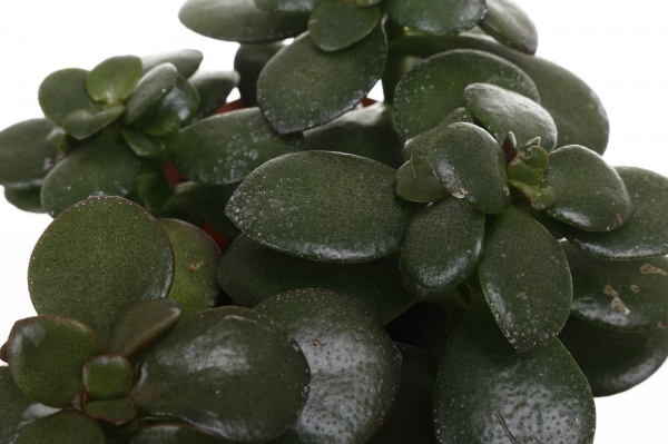 Рослина кімнатна Сукулент мікс 10х12 см