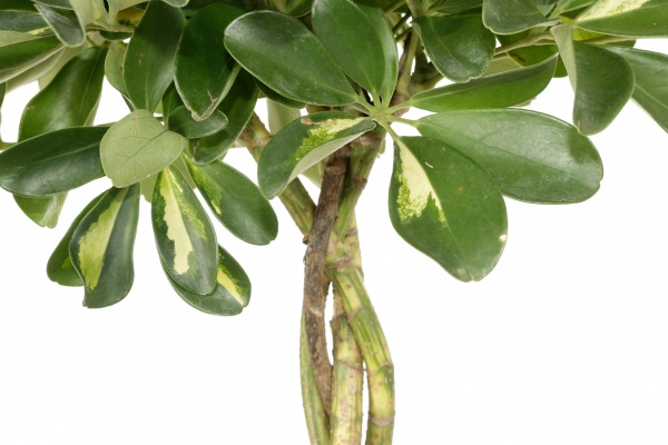 Растение комнатное Шефлера Компакта на плетеном стволе 21х70 см