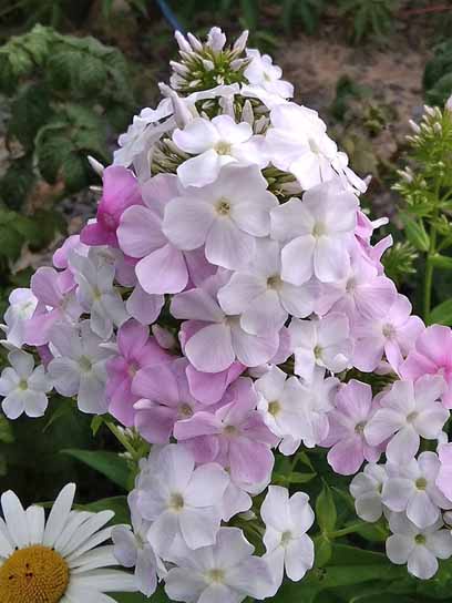 Кореневище флокса Кул Вотер 1 шт. 