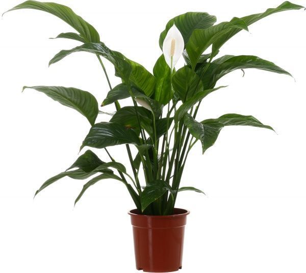 Растение комнатное Спатифиллум Мир 19x110 см