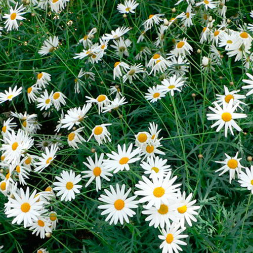 Рослина Аргірантемум фрутескенс д.12