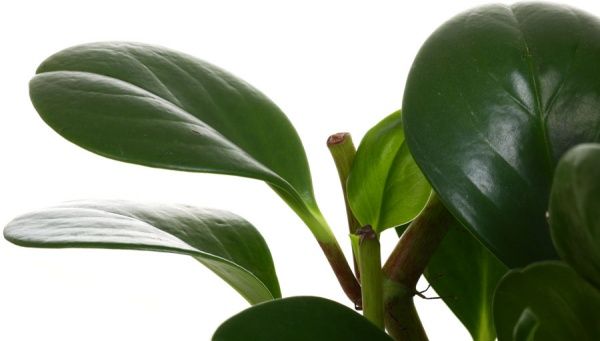 Растение Пеперомия микс 20x11 см