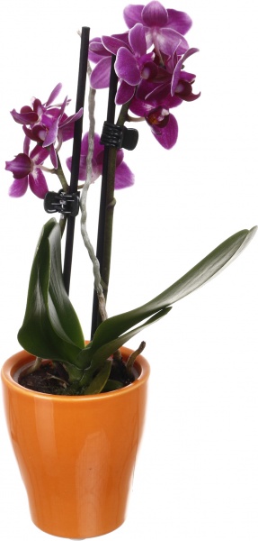 Рослина кімнатна Фаленопсис міні 6х20 см 1 стовбув мікс у кераміці