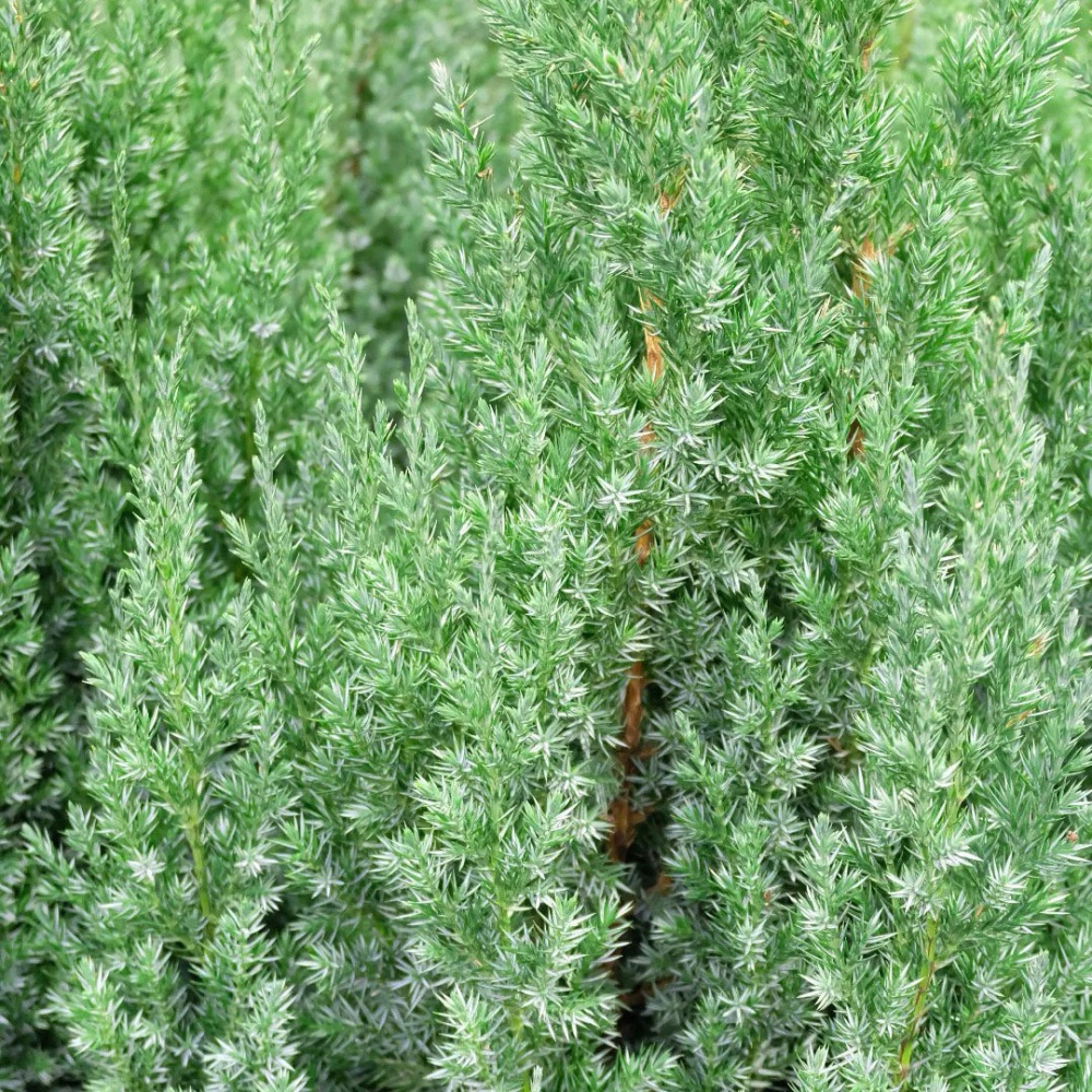 Растение Можжевельник китайский Stricta 17/60