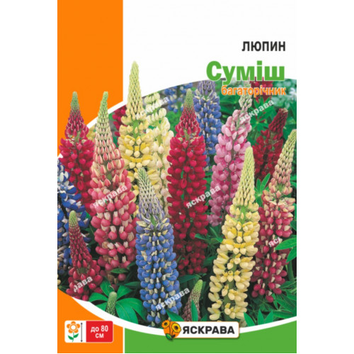 Семена Яскрава люпин (4823069923587)