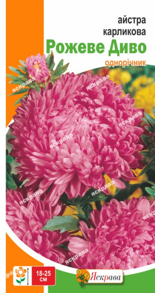 Семена Яскрава астра карликовая карликовая Розовое Чудо