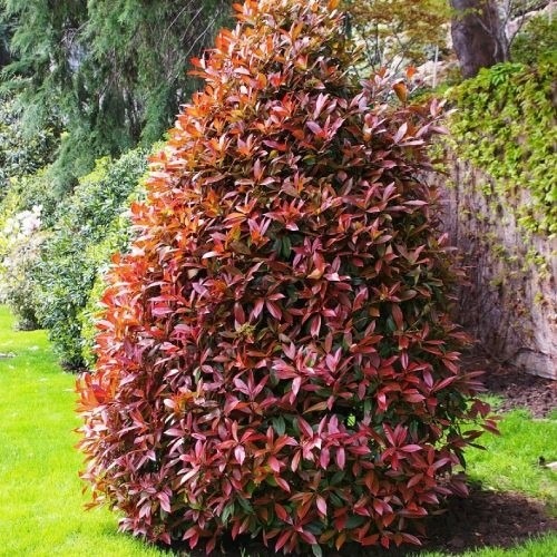 Растение Фотиния Литл Робин d12/h20