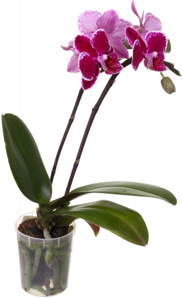 Рослина Фаленопсіс міні мікс 6/20