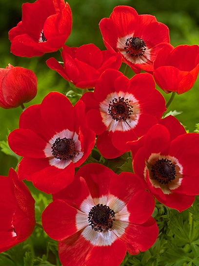 Коренебульба анемони Холландія 5 шт. TUBERBULB Export B.V.