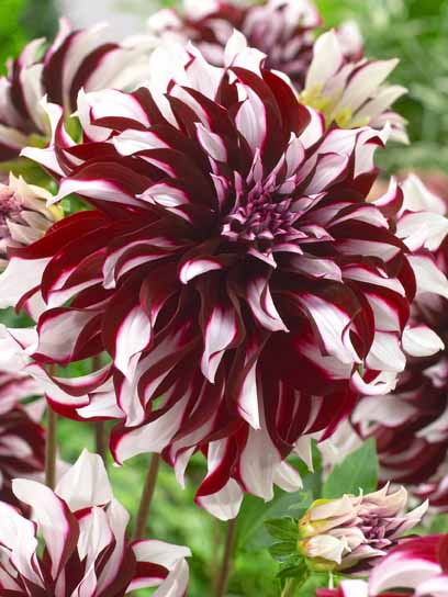 Коренебульба TUBERBULB Export B.V. жоржини дінерплейт Тартан 1 шт. 