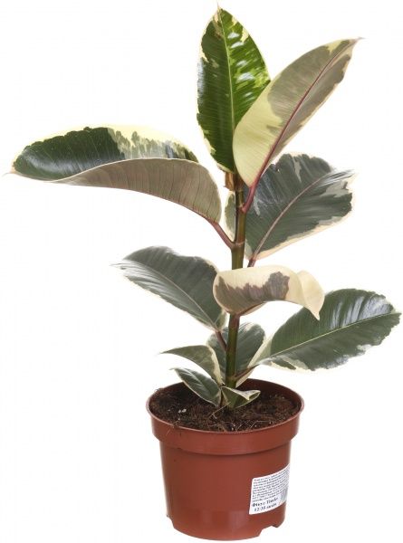 Растение комнатное Фикус Тинеке 12х35