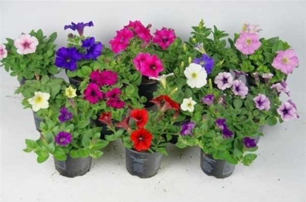 Саженец Петуния Микс