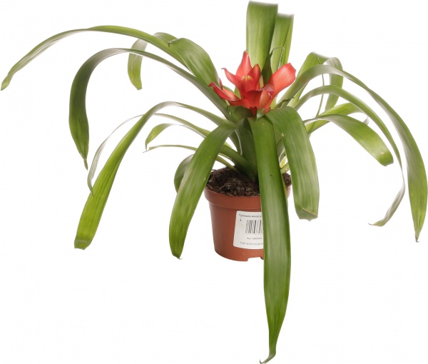 Растение гузмания минор рондо 9х20 см