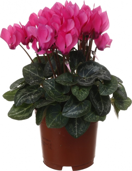 Растение комнатное Цикламен микс d10/h20