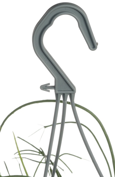 Рослина Ріпсаліс 17/30