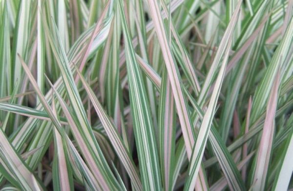 Растение Канареечник тростниковидный