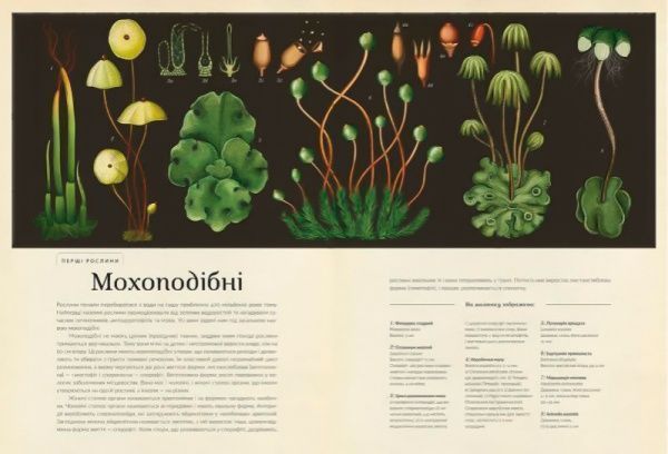 Книга Кесі Вілліс «Ботанікум» 978-617-679-632-9