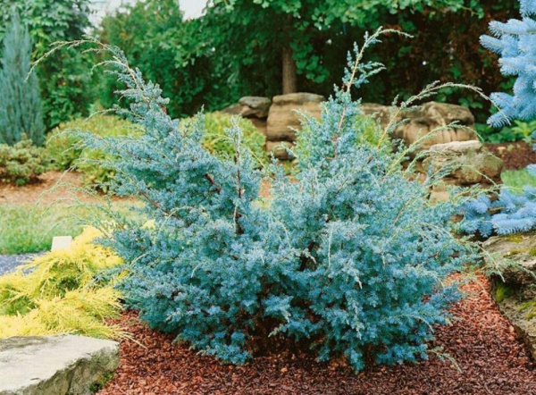 Растение Можжевельник китайский / Juniperus chinensis Blue Alps С300
