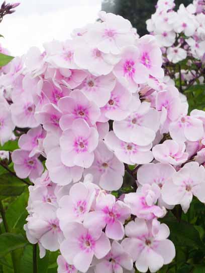 Корневище флокса Моника Линден Белл 1 шт. 