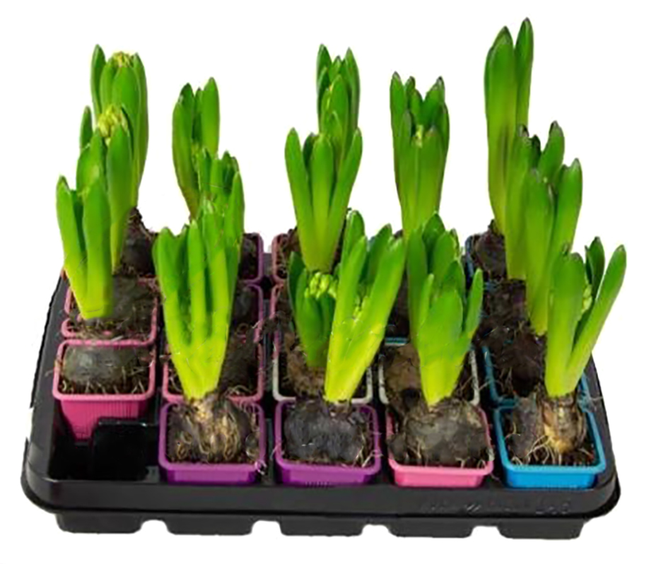 Растение комнатное Гиацинт 7х15 см микс