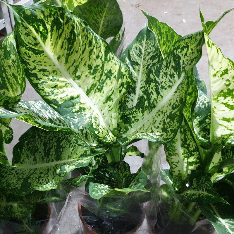 Растение Диффенбахия 17х55 Mars