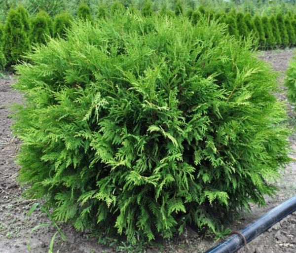 Растение Туя западная Вудварди С3 D20-30
