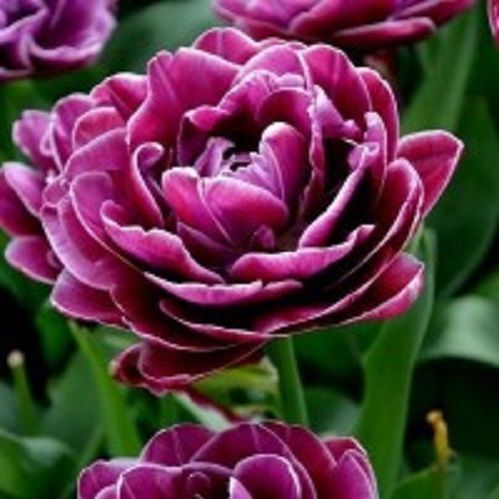 Луковица Тюльпан махровый поздний Дрим Тач 5 шт. 