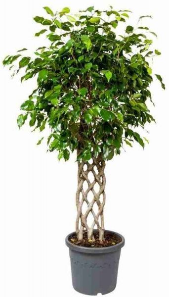 Растение Фикус Бен Экзотик решетка 30/140