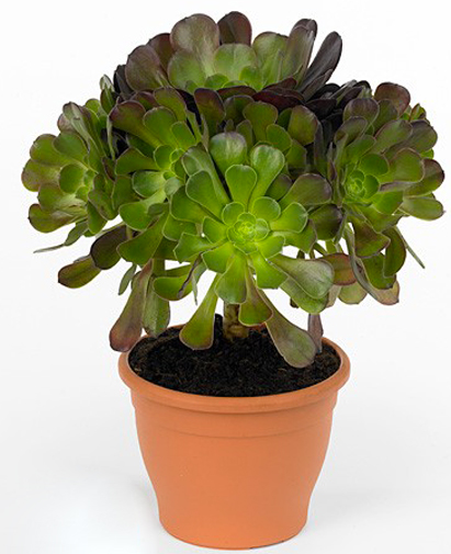 Растение комнатное Эониум древовидный d14/h25