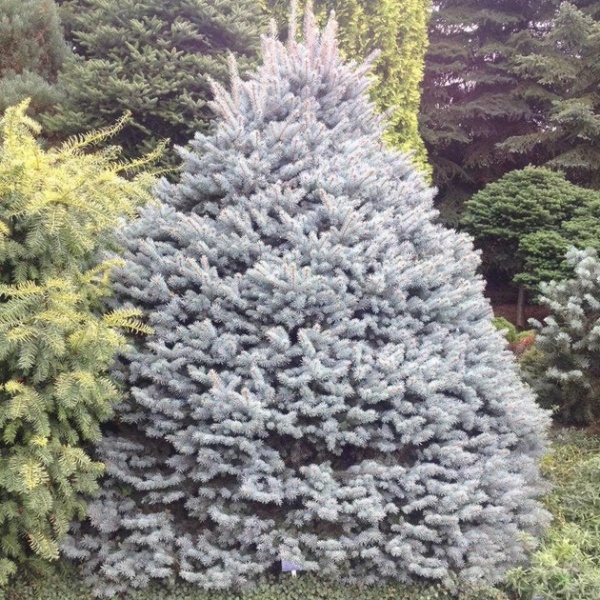 Ель Ель колючая / Picea pungens Glauca Compacta, С5