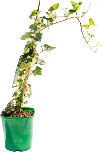 Растение Плющ обыкновенный Профессор Сенета/ Hedera helix Profesor Seneta C5