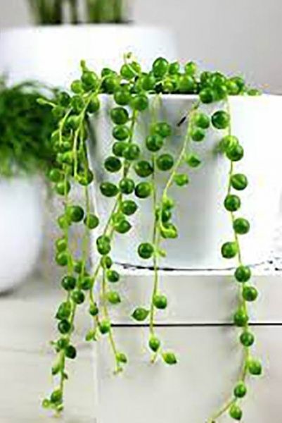 Рослина Сенеціо 11/15