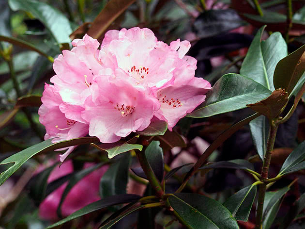 Растение Рододендрон d23/h50-60