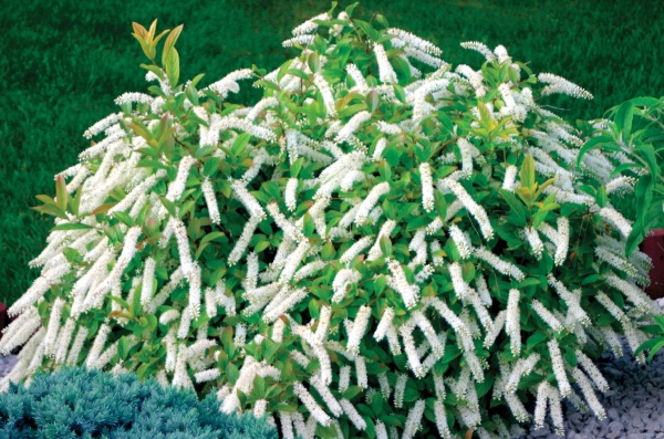 Растение Итея виргинская / Itea virginica С3/Н 30-40