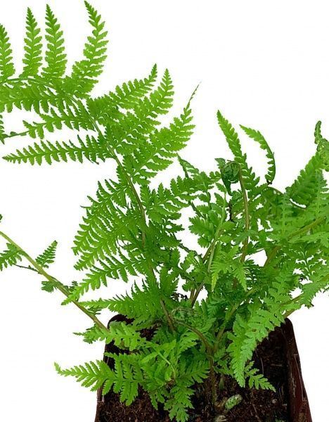 Растение декоративное Лотос К Кочедыжник женский ( Athyrium f.-f. 'Lady in Red' )