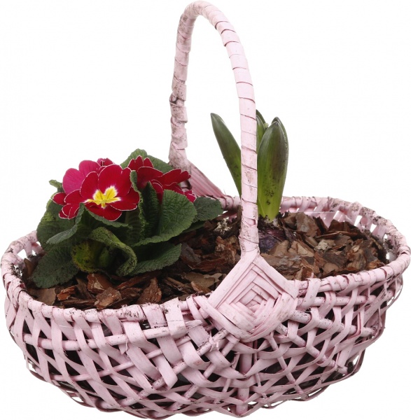 Рослина кімнатна Кошик Гіацинт 1 + Примула 1овал з ручкою