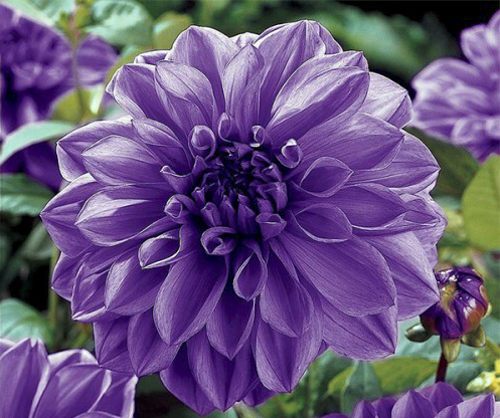 Кореневище Яскрава Жоржина декоративна Blue Boy 1 шт.