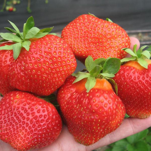 Саженец Земляника садовая фриго сорт Румба класс А