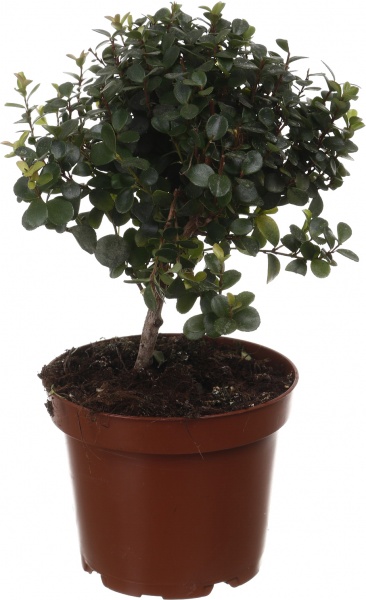 Растение комнатное Мирт Коммунис на штамбе 12/30