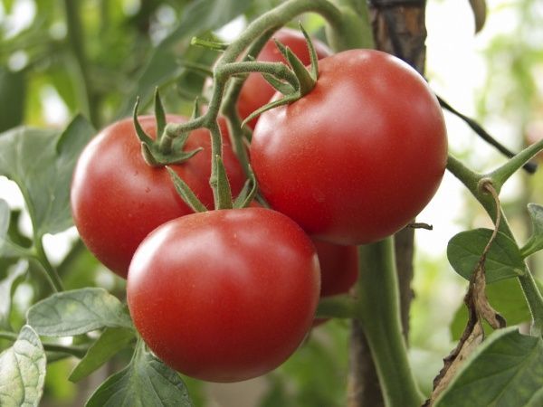 Семена Професійне насіння томат высокорослый Зодиак F1 8 шт. (4820176693389)