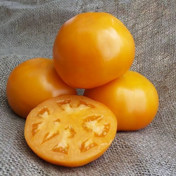 Семена Професійне насіння томат низкорослый Айсан F1 10 шт. (4820176693938)