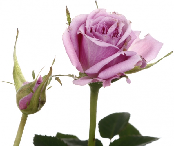 Рослина кімнатна Троянда Парад мікс 10/25