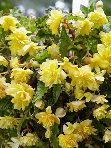 Бульба бегонії пендули Жовтої 1 шт. 