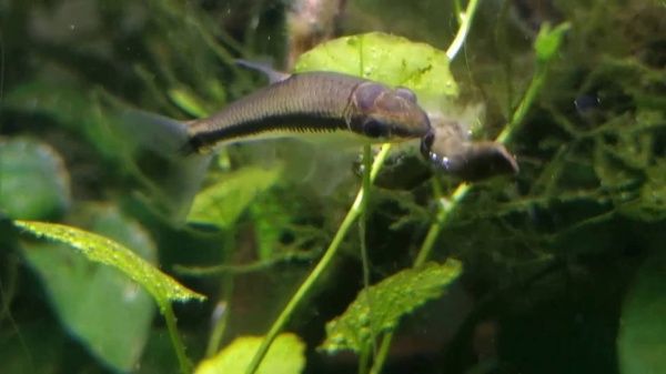 Рыбка Сиамский Водорослеед 3-5 см