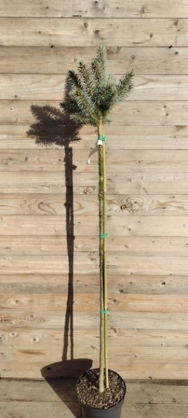 Ель Ель колючая / Picea pungens Glauca Compacta, С5